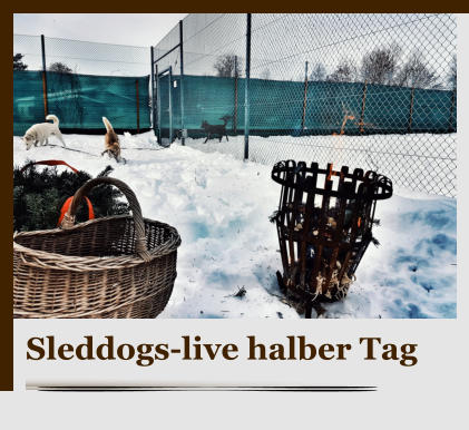 Sleddogs-live halber Tag