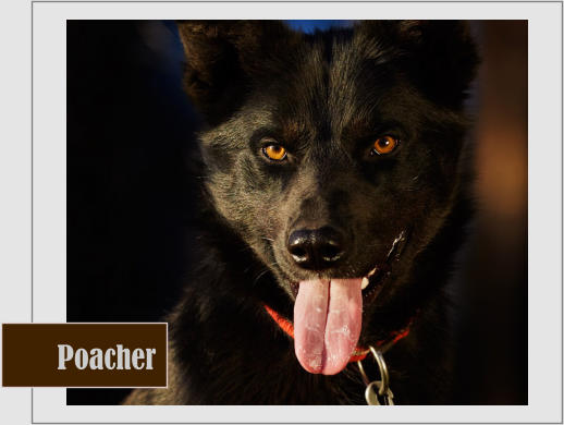 Poacher
