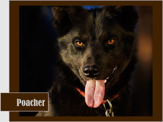 Poacher