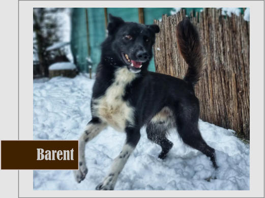 Barent