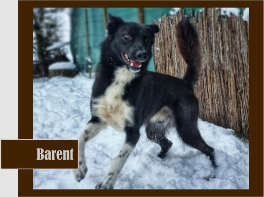 Barent
