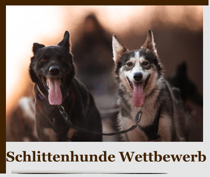 Schlittenhunde Wettbewerb