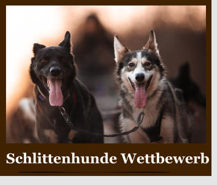 Schlittenhunde Wettbewerb