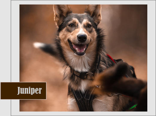 Juniper