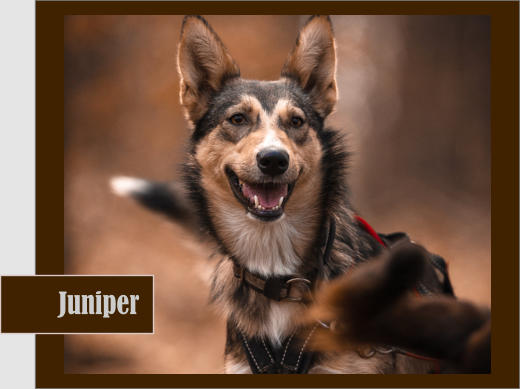 Juniper