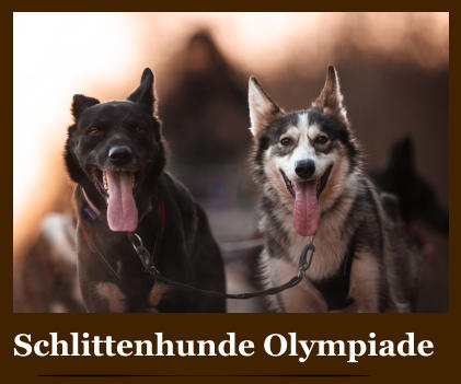 Schlittenhunde Olympiade