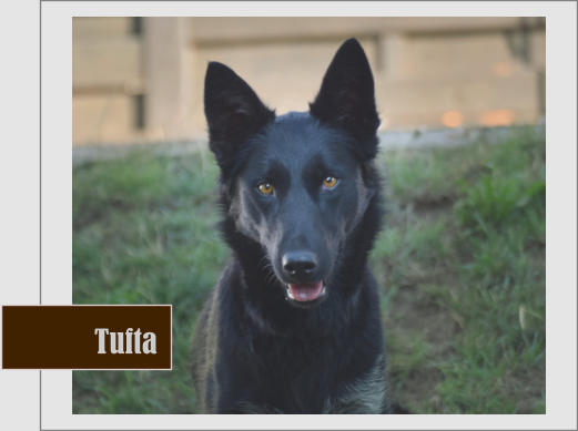 Tufta